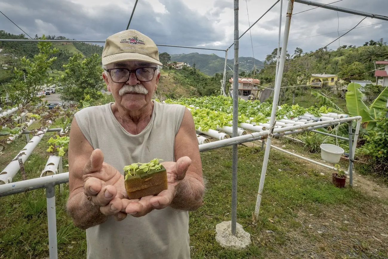 Jaime Betancourt grows vegetables in a hydroponic